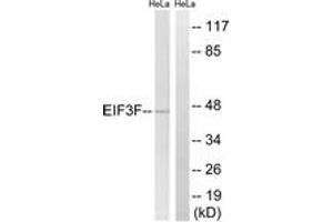 Western blot analysis of extracts from HeLa cells, using EIF3F Antibody. (EIF3F anticorps  (AA 81-130))