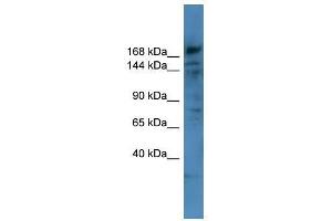 Western Blot showing COL4A6 antibody used at a concentration of 1-2 ug/ml to detect its target protein. (COL4a6 anticorps  (Middle Region))