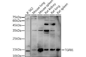 Western blot analysis of extracts of various cell lines, using TGF beta 1 antibody (ABIN6128821, ABIN6149071, ABIN6149073 and ABIN6219327) at 1:1000 dilution. (TGFB1 anticorps  (AA 30-280))