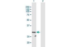 Western Blot analysis of PI15 expression in transfected 293T cell line by PI15 MaxPab polyclonal antibody. (PI15 anticorps  (AA 1-258))