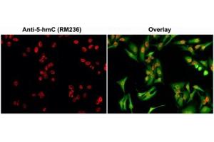 ICC/IF staining of HeLa cells using 0. (Recombinant 5-Hydroxymethylcytosine anticorps)