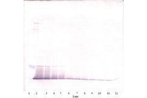 Image no. 2 for anti-RELM alpha antibody (ABIN465191) (RELM alpha anticorps)
