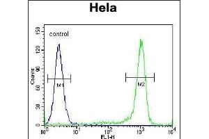 KLF17 Antibody (C-term) (ABIN651698 and ABIN2840365) flow cytometric analysis of Hela cells (right histogram) compared to a negative control cell (left histogram). (KLF17 anticorps  (AA 243-271))
