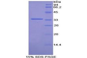 SDS-PAGE analysis of Rat Torsin 3A Protein. (TOR3A Protéine)
