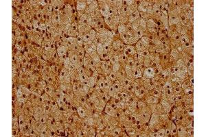 IHC image of ABIN7142226 diluted at 1:600 and staining in paraffin-embedded human adrenal gland tissue performed on a Leica BondTM system.