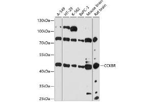 Western blot analysis of extracts of various cell lines, using CCKBR antibody (ABIN7266340) at 1:3000 dilution. (CCKBR anticorps  (AA 240-335))