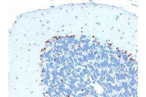 Formalin-fixed, paraffin-embedded Mouse Brain stained with SOX2 Mouse Monoclonal Antibody (SOX2/1791).