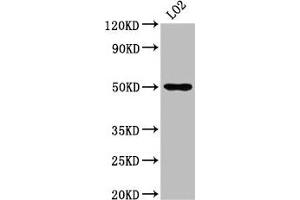 Western Blot Positive WB detected in: LO2 whole cell lysate All lanes: AGXT2 antibody at 4. (AGXT2 anticorps  (AA 196-328))