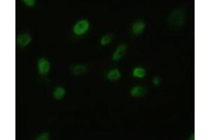 Anti-BFGF mouse monoclonal antibody (ABIN2452348) immunofluorescent staining of HeLa cells transiently transfected by pCMV6-ENTRY BFGF (RC217426) (FGF2 anticorps  (AA 10-155))