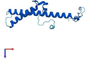 AlphaFold protein structure predicition of Mouse Recombinant Ndufc2 Protein, UniprotID Q9CQ54