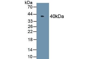 Detection of Recombinant MAPK6, Human using Polyclonal Antibody to Mitogen Activated Protein Kinase 6 (MAPK6) (MAPK6 anticorps  (AA 1-316))