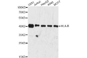 Western blot analysis of extracts of various cell lines, using HLA-B antibody (ABIN1873025) at 1:3000 dilution. (HLA-B anticorps)