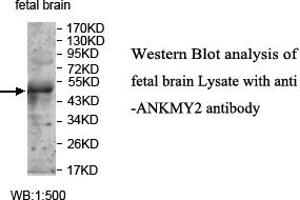 Image no. 1 for anti-Ankyrin Repeat and MYND Domain Containing 2 (ANKMY2) antibody (ABIN1574697) (ANKMY2 anticorps)