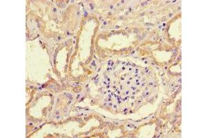 Immunohistochemistry of paraffin-embedded human kidney tissue using ABIN7169234 at dilution of 1:100