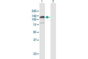 Western Blot analysis of FAM120B expression in transfected 293T cell line by FAM120B MaxPab polyclonal antibody. (FAM120B anticorps  (AA 1-910))
