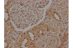 IHC image of ABIN7147203 diluted at 1:50 and staining in paraffin-embedded human kidney tissue performed on a Leica BondTM system. (CD9 anticorps  (AA 112-195))