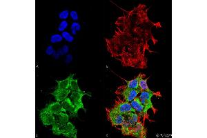 Immunocytochemistry/Immunofluorescence analysis using Mouse Anti-GRP170 Monoclonal Antibody, Clone 6E3-2C3 . (HYOU1 anticorps  (APC))