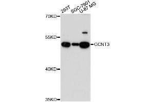 Western blot analysis of extracts of various cell lines, using GCNT3 antibody.