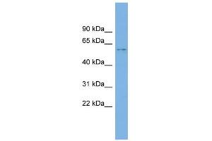 WB Suggested Anti-KIAA1430 Antibody Titration: 0. (CFAP97/KIAA1430 anticorps  (Middle Region))