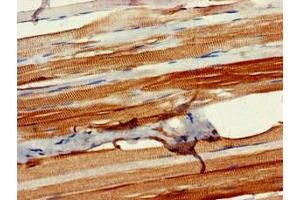 Immunohistochemistry of paraffin-embedded human skeletal muscle tissue using ABIN7162895 at dilution of 1:100
