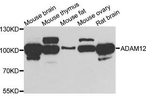 Western blot analysis of extracts of various cell lines, using ADAM12 antibody (ABIN5975230) at 1/1000 dilution. (ADAM12 anticorps)
