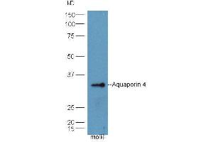 Rat Lung lysates probed with Anti- AQP4 Polyclonal Antibody, Unconjugated  at 1:5000 90min in 37˚C. (Aquaporin 4 anticorps  (AA 271-323))