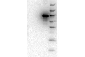Western Blot of Mouse monoclonal anti-AKT3 antibody. (AKT3 anticorps  (Internal Region) (Biotin))