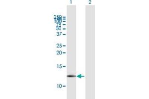 Western Blot analysis of FXYD3 expression in transfected 293T cell line by FXYD3 MaxPab polyclonal antibody. (FXYD3 anticorps  (AA 21-87))