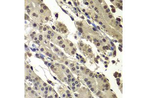 Immunohistochemistry of paraffin-embedded human stomach using SUB1 antibody at dilution of 1:100 (x400 lens). (SUB1 anticorps)