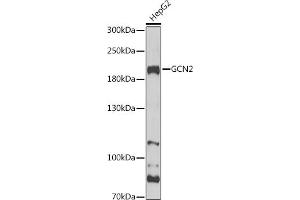 Western blot analysis of extracts of HepG2 cells, using GCN2 Antibody (ABIN6127829, ABIN6140031, ABIN6140033 and ABIN6216318) at 1:1000 dilution.