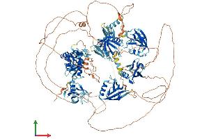 AlphaFold protein structure predicition of Mouse Recombinant Magi2 Protein, UniprotID Q9WVQ1