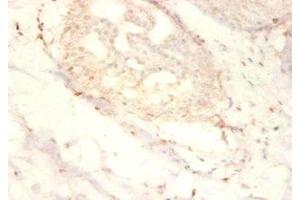 Immunohistochemistry of paraffin-embedded human mammary gland tissue using ABIN7169869 at dilution of 1:50 (SNRPG anticorps  (AA 1-76))