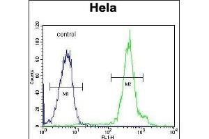 FUS Antibody (C-term) (ABIN654146 and ABIN2844013) flow cytometric analysis of Hela cells (right histogram) compared to a negative control cell (left histogram). (FUS anticorps  (C-Term))