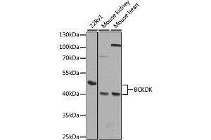 Western blot analysis of extracts of various cell lines, using BCKDK antibody. (BCKDK anticorps)