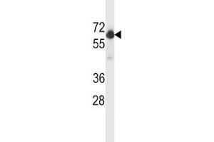 BECN1 antibody western blot analysis in WiDr lysate