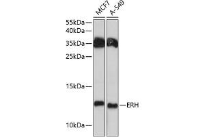 Western blot analysis of extracts of various cell lines, using ERH antibody (ABIN6133507, ABIN6140284, ABIN6140286 and ABIN6215884) at 1:3000 dilution. (ERH anticorps  (AA 1-104))