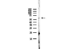 Western blot analysis of lysates from HepG2 cells(LPS,4h treatment), using APG5L/ATG5 Antibody at 1/1000 dilution.