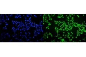anti-CREB Regulated Transcription Coactivator 1 (CRTC1) (C-Term) antibody