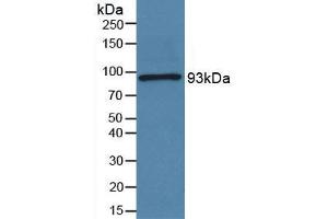 Figure. (Periostin anticorps  (AA 97-230))