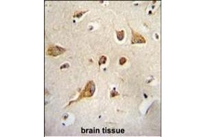 Kif5C-2 Antibody (ABIN655993 and ABIN2845375) immunohistochemistry analysis in formalin fixed and paraffin embedded human brain tissue followed by peroxidase conjugation of the secondary antibody and DAB staining.
