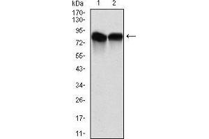 Western blot analysis using NEDD8 mouse mAb against C6 (1) and Hela (2) cell lysate. (NEDD8 anticorps)