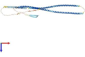 AlphaFold protein structure predicition of Human Recombinant GFAP Protein, UniprotID P14136