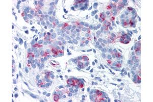 Anti-WNT8A antibody IHC of human breast. (WNT8A anticorps  (Internal Region))