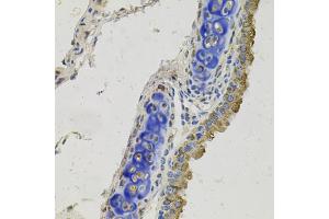 Immunohistochemistry of paraffin-embedded mouse lung using GAS6 antibody. (GAS6 anticorps)