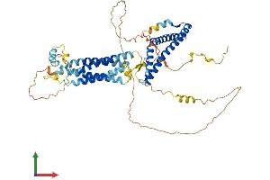 AlphaFold protein structure predicition of Human Recombinant OCLN Protein, UniprotID Q16625