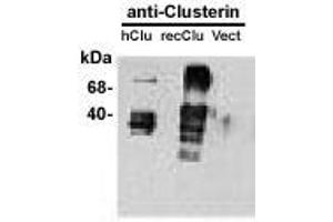 Image no. 1 for anti-Clusterin (CLU) antibody (ABIN187541) (Clusterin anticorps)