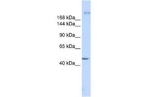 FER1L3 antibody used at 1 ug/ml to detect target protein.