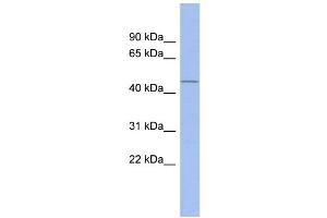 WB Suggested Anti-SP7 Antibody Titration:  0. (SP7 anticorps  (N-Term))