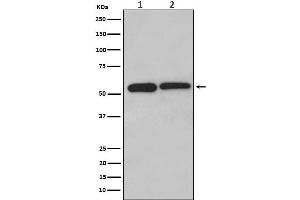Western blot analysis of LMAN1 expression in (1) HeLa cell lysate, (2) Jurkat cell lysate.