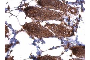 IHC-P Image EIF3D antibody detects EIF3D protein at cytosol on mouse skin by immunohistochemical analysis. (EIF3D anticorps)